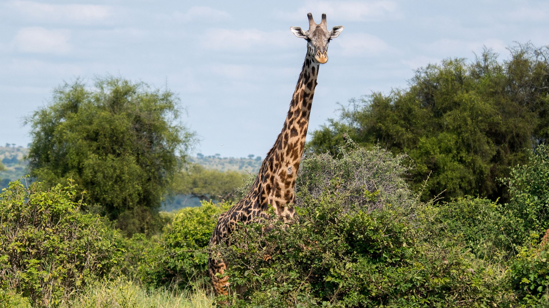 Larema safari vehicle in the Serengeti plains